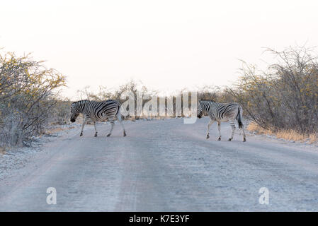 Zebrastreifen die Straße Stockfoto