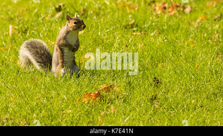 Augenkontakt mit einem entzückenden graue Eichhörnchen in einem Park. Stockfoto