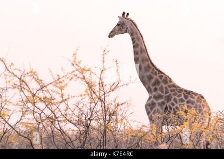 Namiba's Giraffe im Etosha Nationalpark Stockfoto