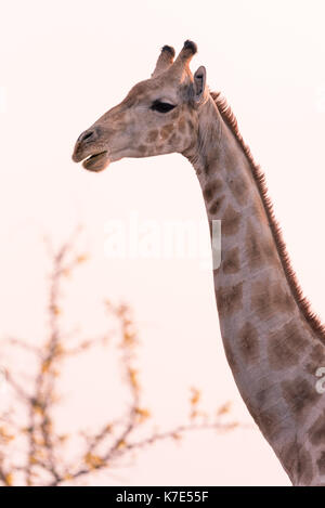 Namiba's Giraffe im Etosha Nationalpark Stockfoto