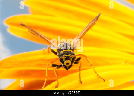 Nahaufnahme von einer Wespe GERADEAUS. Stockfoto
