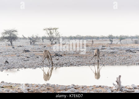 Namiba's Giraffe im Etosha Nationalpark Stockfoto