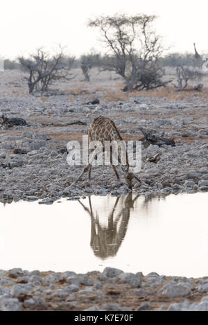 Namiba's Giraffe im Etosha Nationalpark Stockfoto