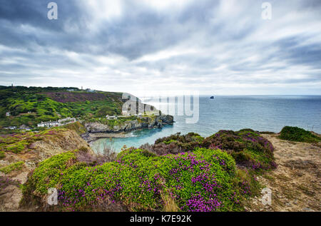 Die hl. Agnes, Heather in Blume auf der Cornish Coast Path Stockfoto