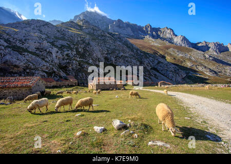 Schafe der den Berg Macizo Zentrale, Picos de Europa National Park. Asturien Spanien. Stockfoto