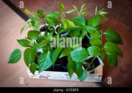 Kräuter und pflanzliche Plantes oben in meinem Garten gewachsen Stockfoto