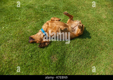 Hund liegend auf der Rückseite auf grünem Gras, gemischte Spaniel hunde Spaniel Stockfoto