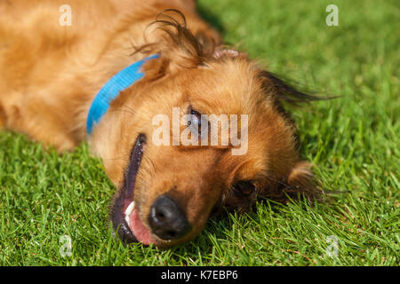 Hund liegend auf der Rückseite auf grünem Gras, gemischte Spaniel hunde Spaniel Stockfoto