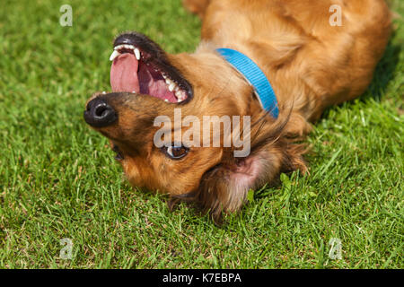 Hund liegend auf der Rückseite auf grünem Gras, gemischte Spaniel hunde Spaniel Stockfoto