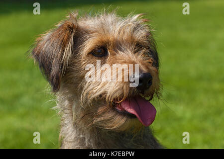 Lustige haarige Hund, gemischte Spaniel hunde Spaniel Stockfoto