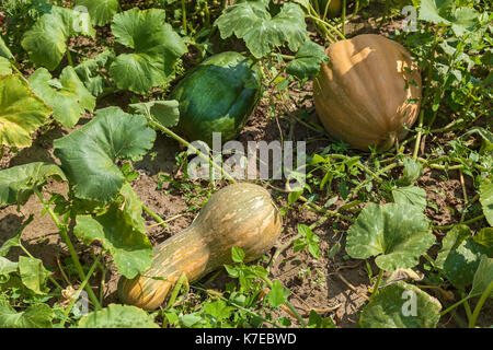Reife Kürbisse im Garten, frische Kürbisse in verschiedenen Formen und Größen Stockfoto