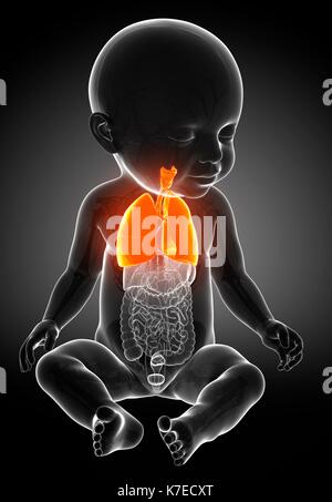 Abbildung: Eines Babys Lungen. Stockfoto