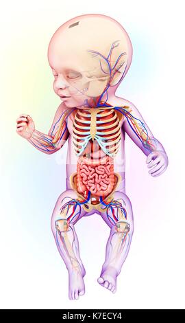 Abbildung: Anatomie eines Babys. Stockfoto