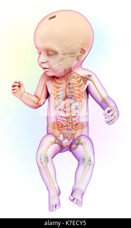 Abbildung: Skelett- und Verdauungssystem eines Babys. Stockfoto