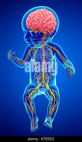 Illustration eines Babys Gehirn und Nervensystem. Stockfoto