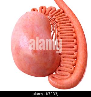 Darstellung der Anatomie der männlichen Hoden. Stockfoto