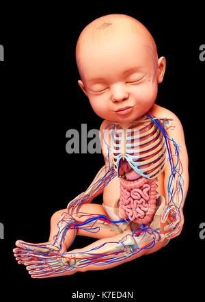 Abbildung: Anatomie eines Babys. Stockfoto