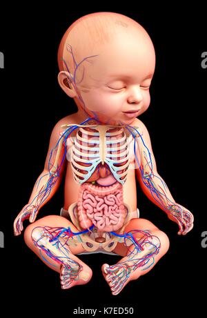 Abbildung: Anatomie eines Babys. Stockfoto