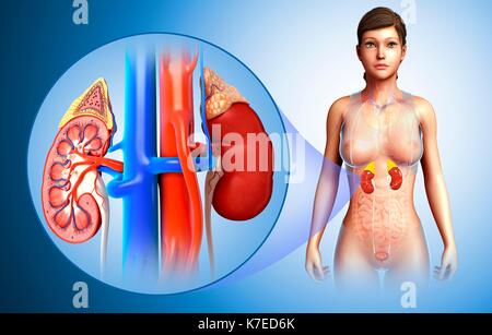 Darstellung der Anatomie der weiblichen Niere. Stockfoto