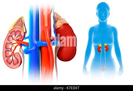 Darstellung der Anatomie der weiblichen Niere. Stockfoto