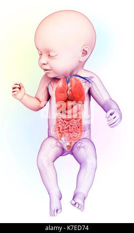 Abbildung: ein Baby Body Organe. Stockfoto