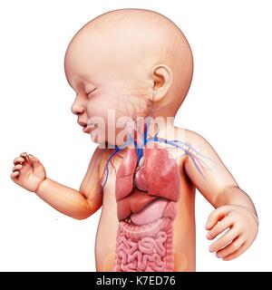 Abbildung: ein Baby Body Organe. Stockfoto