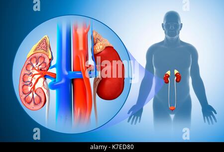 Darstellung der männlichen Nieren Anatomie. Stockfoto