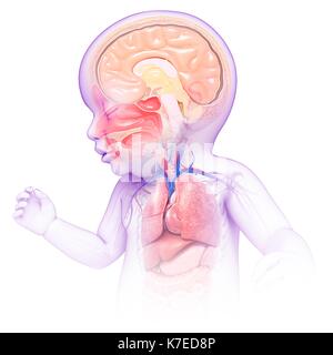 Illustration der Kopf eines Babys und Brust Anatomie. Stockfoto