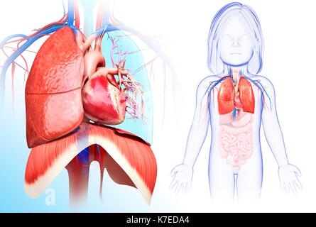 Illustration des Kindes Herz-Lungen-System. Stockfoto