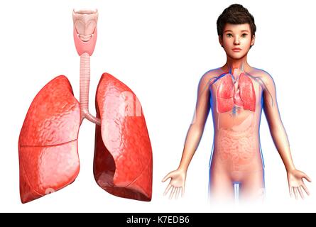 Abbildung: Anatomie der Lunge eines Kindes. Stockfoto