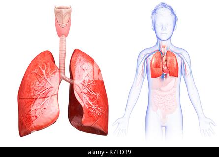 Abbildung: Anatomie der Lunge eines Kindes. Stockfoto