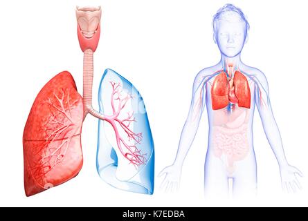 Abbildung: Anatomie der Lunge eines Kindes. Stockfoto