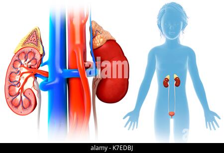 Abbildung: Niere Anatomie eines Kindes. Stockfoto