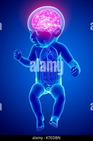 Abbildung: Aktivität im Gehirn eines Babys. Stockfoto