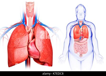 Abbildung: männliche Herz und Lunge. Stockfoto
