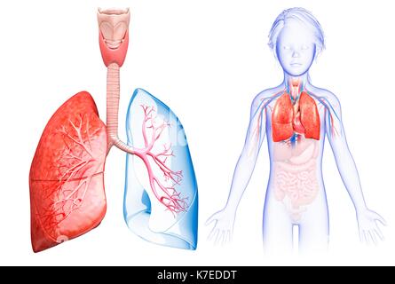 Abbildung: Anatomie der Lunge eines Kindes. Stockfoto