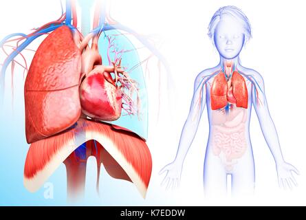 Illustration des Kindes Herz-Lungen-System. Stockfoto