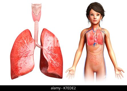 Abbildung: Anatomie der Lunge eines Kindes. Stockfoto