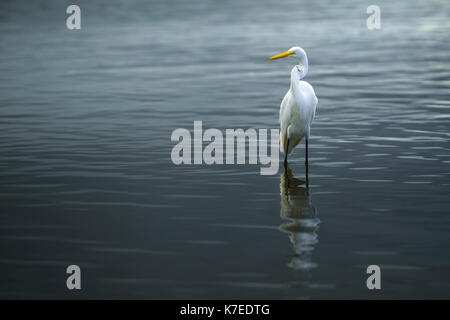 Silberreiher (Ardea alba) in Wasser. Stockfoto