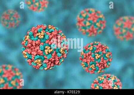 Eastern equine encephalitis Virus, computer Abbildung. Dies ist ein RNA (Ribonukleinsäure) Virus aus der Gattung Alphavirus. Es ist eine arbovirus (arthropoden-Virus getragen) und ist für den Menschen, Vögel und Pferde durch Mückenstich übertragen. Symptome beim Menschen reichen von milde Grippe-ähnliche Symptome auf eine Entzündung des Gehirns, Koma und Tod. Stockfoto