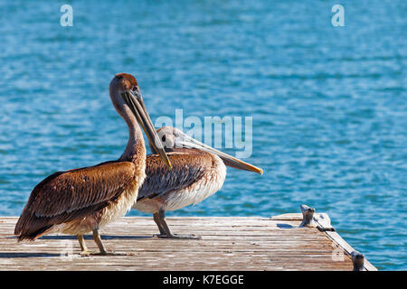 Zwei Pelikane auf einer Holzterrasse mit Wasser Hintergrund. Nahaufnahme Detail. Stockfoto