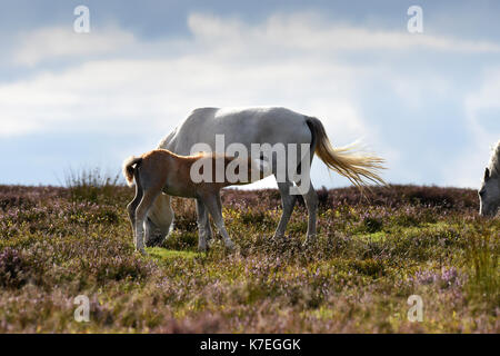 Wilde Pferde und Fohlen auf der Weide auf dem Long Mynd in Shropshire, England, Großbritannien 2017 Stockfoto