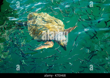 Unechte Karettschildkröten in Argostoli ist die Hauptstadt der Insel Kefalonia Stockfoto