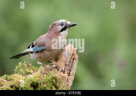 Ein Eichelhäher thront auf einem alten Baum suchen Alert und starrte auf der rechten Seite mit einem grünen Hintergrund Stockfoto