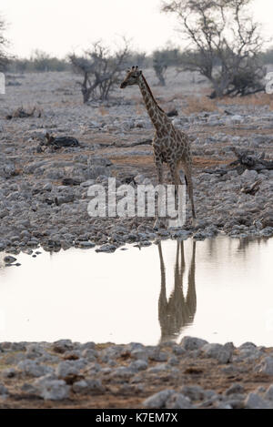 Namiba's Giraffe im Etosha Nationalpark Stockfoto