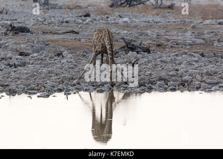 Namiba's Giraffe im Etosha Nationalpark Stockfoto