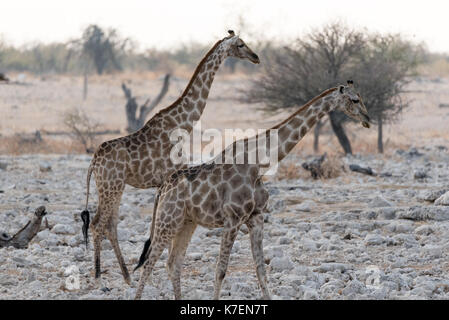 Namiba's Giraffe im Etosha Nationalpark Stockfoto