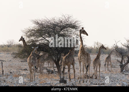 Namiba's Giraffe im Etosha Nationalpark Stockfoto