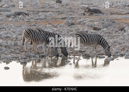 Zebra trinken aus einem waterhold Stockfoto