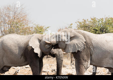 Elefant im Etosha Nationalpark in Namibia Stockfoto